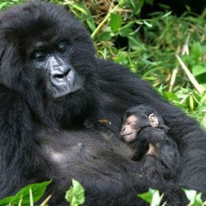 Gorilla trekking Uganda