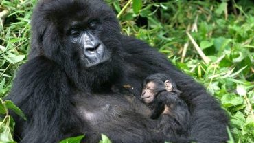 Gorilla trekking Uganda