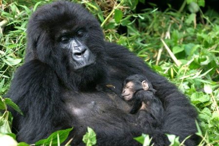 Gorilla trekking Uganda