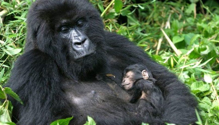 Gorilla trekking Uganda